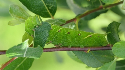 Lime Hawk Moth Caterpillar